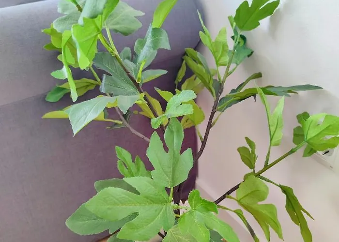 Mediterraneo Carihuela - Apartamento Torremolinos